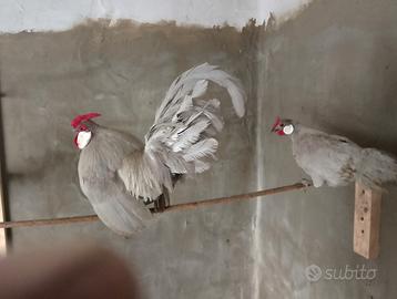 Bantam grigio perla