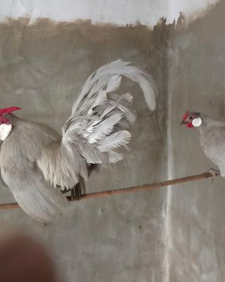 Bantam grigio perla