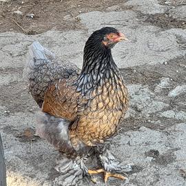Galline ,pulcini brahma