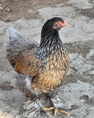 Galline ,pulcini brahma