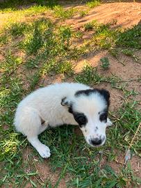Cuccioli di Border Collie