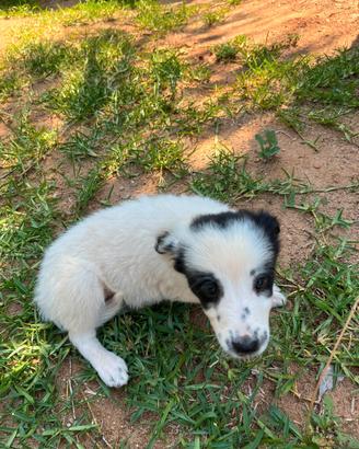 Cuccioli di Border Collie