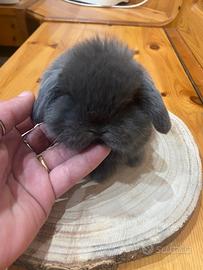 Coniglio minilop