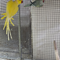 Parrocchetto dal collare