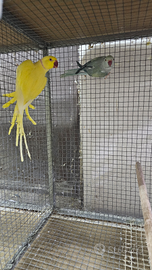 Parrocchetto dal collare