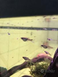 Pesci guppy femmina e avannotti
