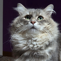 Gatto siberiano pediigree