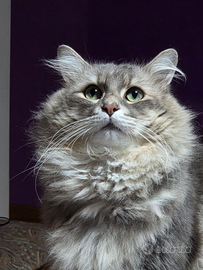 Gatto siberiano pediigree