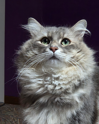 Gatto siberiano pediigree