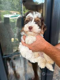 Cuccioli di Yorkshire biewer bianco con cioccolato