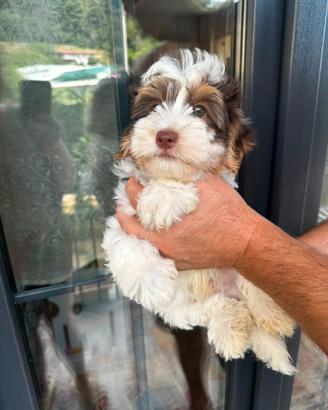Cuccioli di Yorkshire biewer bianco con cioccolato