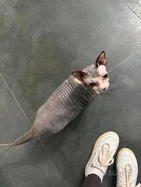 Gattina