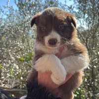 Border collie