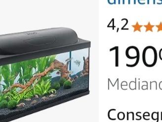 Acquario pesci tropicali