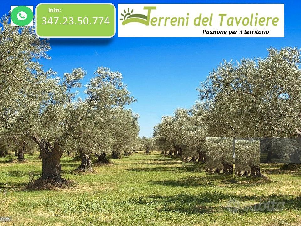 Uliveto di 2,5 Ettari San Severo - Vista 5