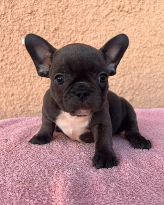 Cuccioli di bulldog francese