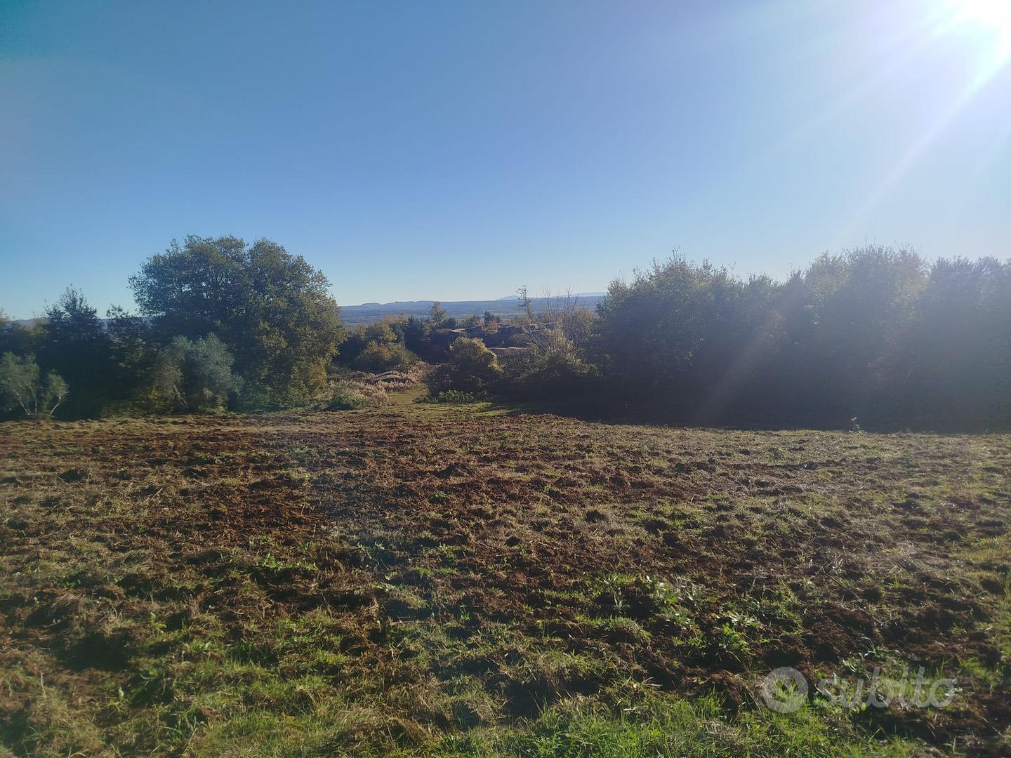 Oliveto produttivo in Toscana - Vista 3