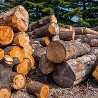 Legna di cedro circa 6 t