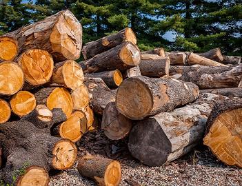 Legna di cedro circa 6 t