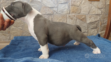 American Bully pocket