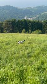Pointer inglese