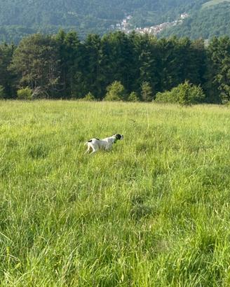 Pointer inglese