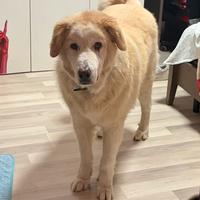 Cane incrocio alabai