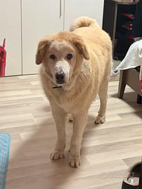 Cane incrocio alabai