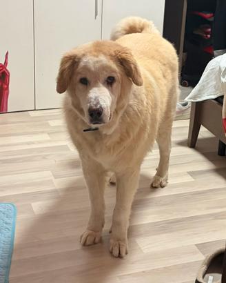 Cane incrocio alabai