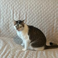 Gatto bianco e marrone