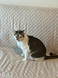 Gatto bianco e marrone