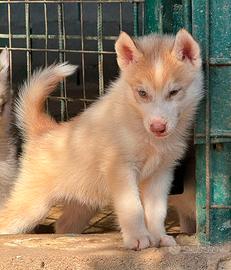 Cuccioli di Husky