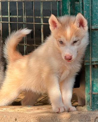 Cuccioli di Husky