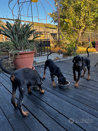 Cucciolo dobermann
