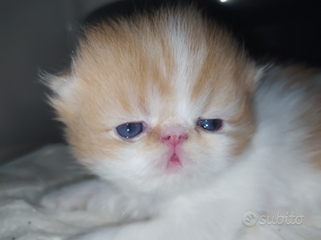 Cuccioli di gatto persiano