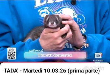 Furetti domestici
