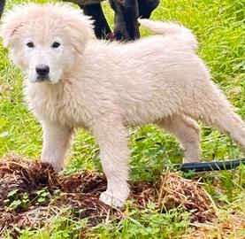 Maremmano con pedigree figlio di campioni