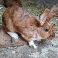 Coniglio