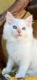 Ragdoll Red Colourpoint