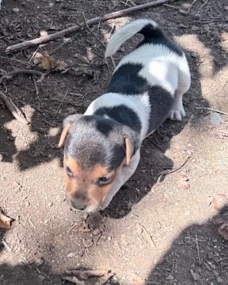 Jack Russel I Cuccioli