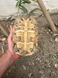 Tartaruga Pardalis