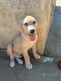 Oliver, 3 mesi