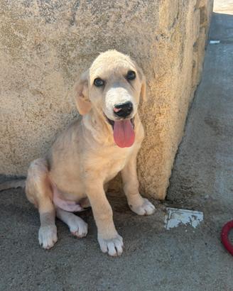 Oliver, 3 mesi