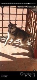Husky siberian