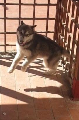 Husky siberian
