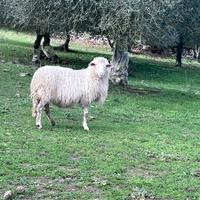 Ariete