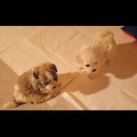 Cuccioli cane taglia piccoli lhasa apso