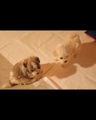 Cuccioli cane taglia piccoli lhasa apso