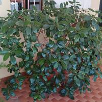 Ficus
