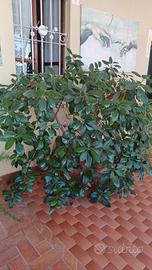 Ficus